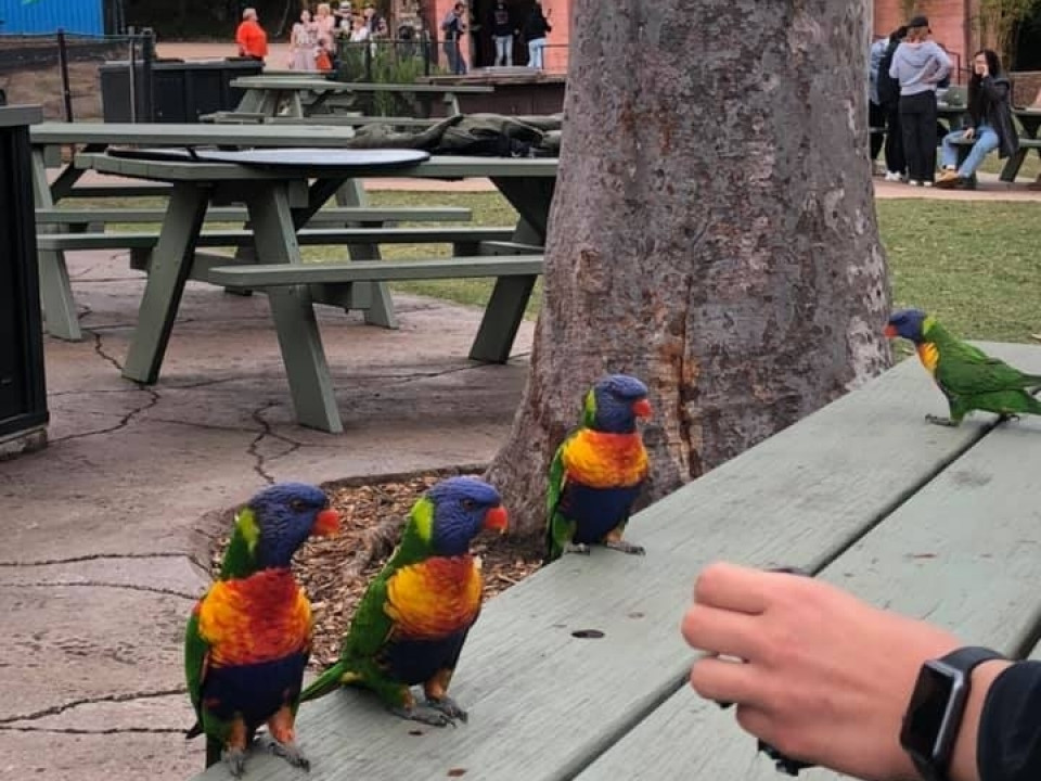 Uczniowie ZSJ w Australii