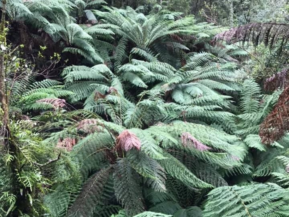 Uczniowie ZSJ w Australii