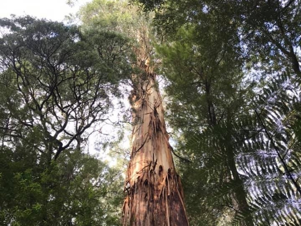 Uczniowie ZSJ w Australii