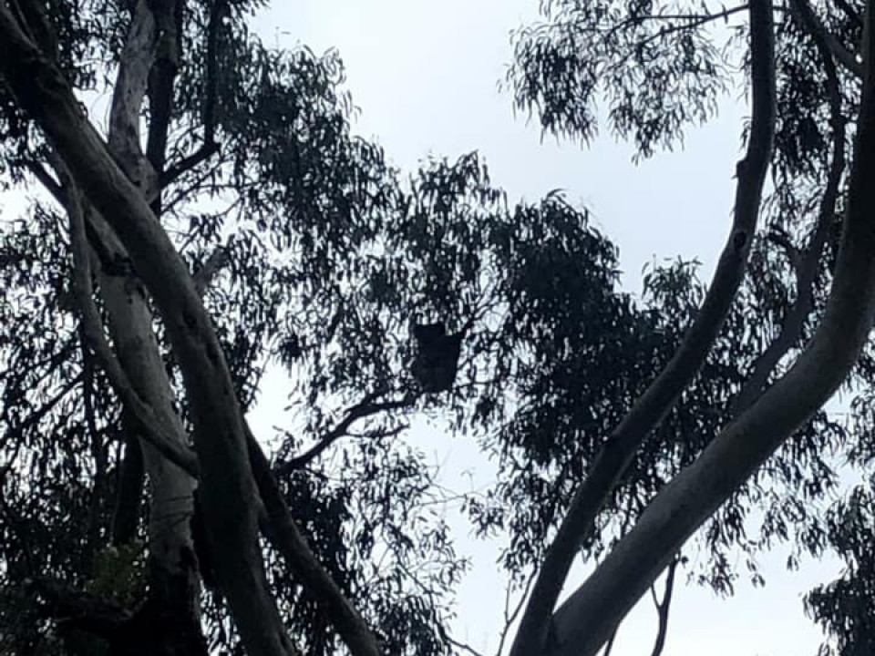 Uczniowie ZSJ w Australii