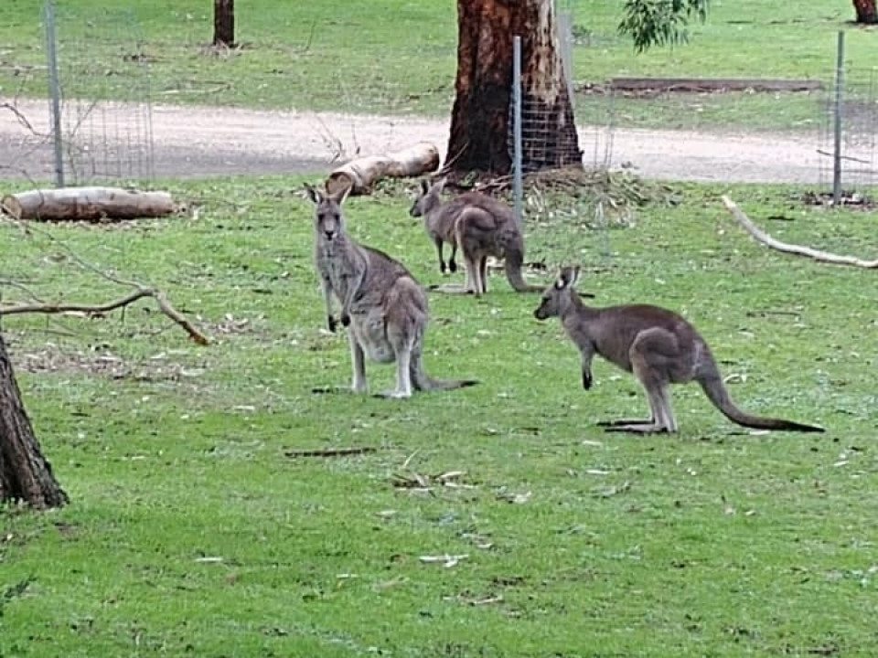 Uczniowie ZSJ w Australii