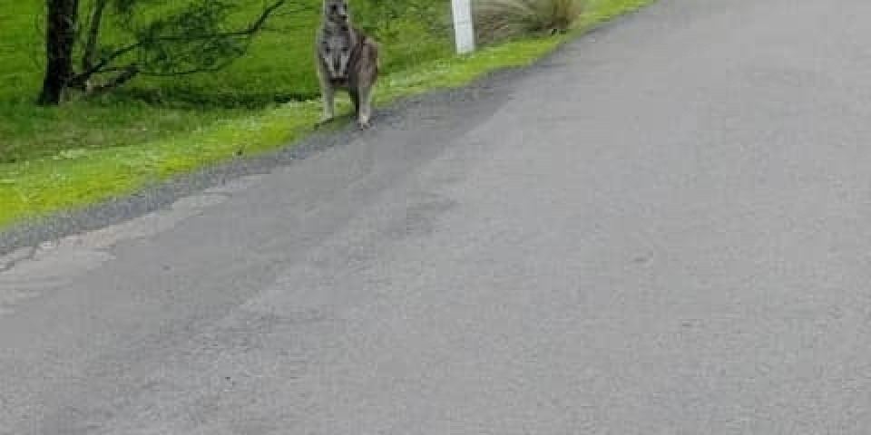 Uczniowie ZSJ w Australii