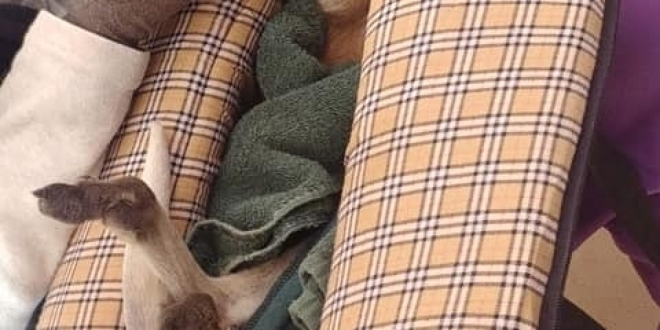 Uczniowie ZSJ w Australii