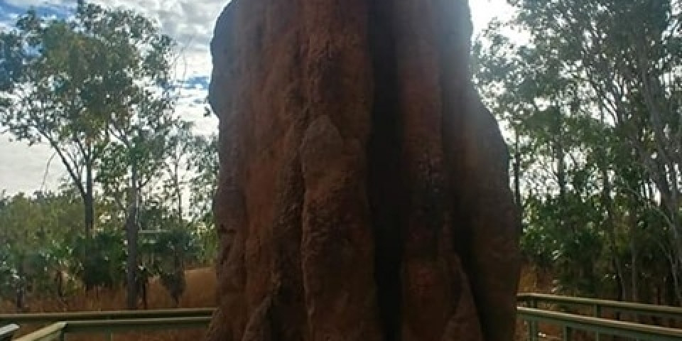 Uczniowie ZSJ w Australii