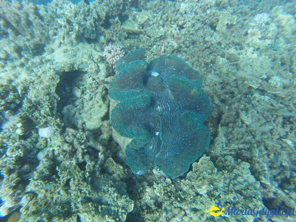 Uczniowie ZSJ w Australii