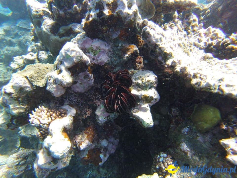 Uczniowie ZSJ w Australii