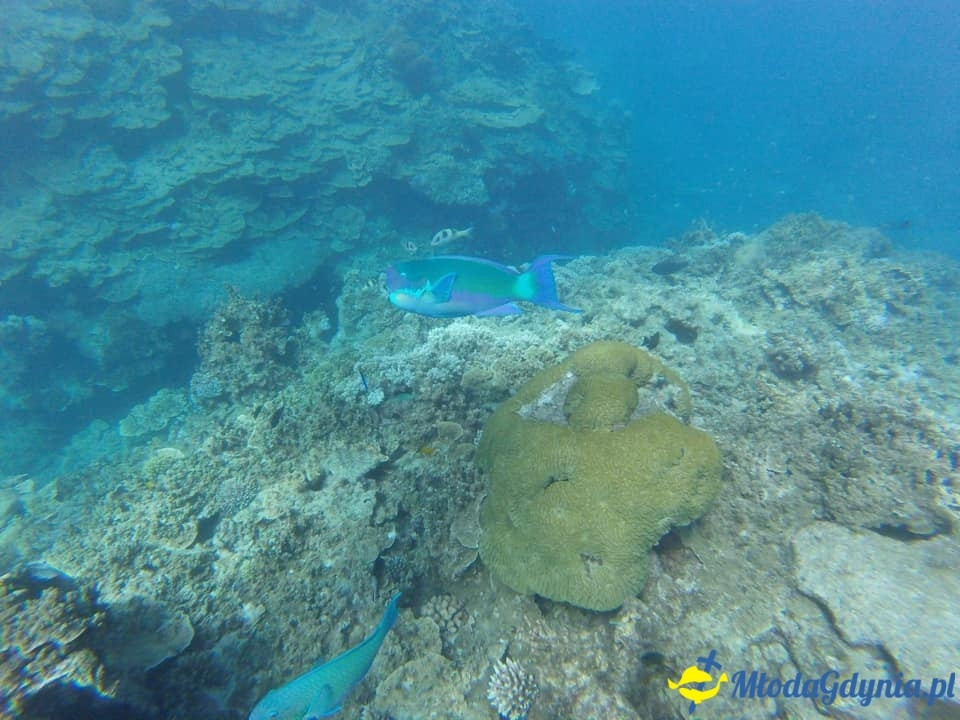 Uczniowie ZSJ w Australii