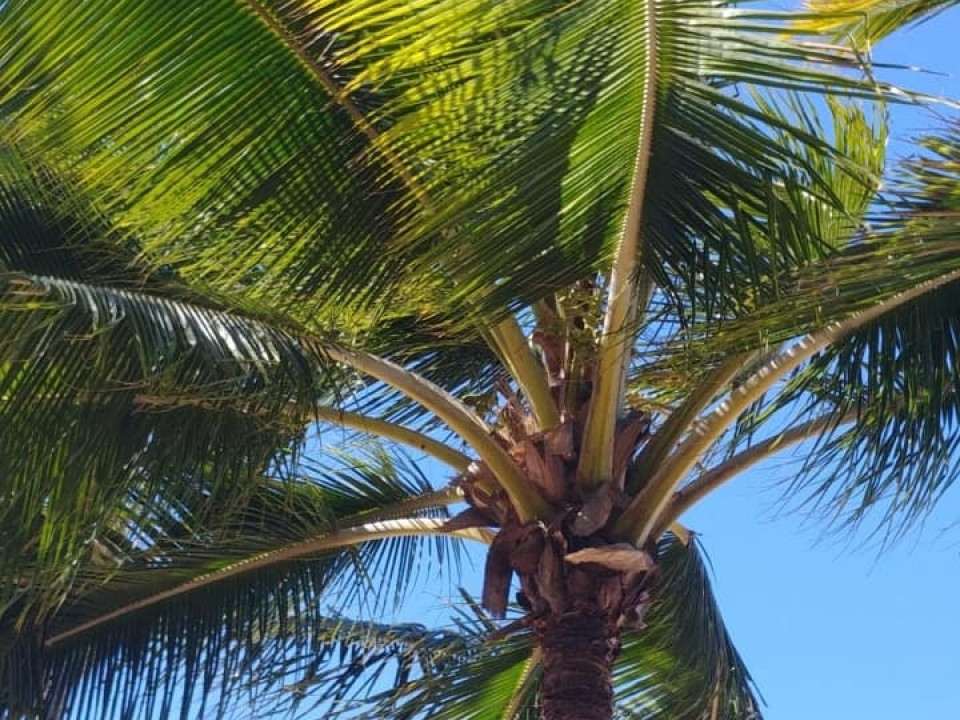 Uczniowie ZSJ w Australii