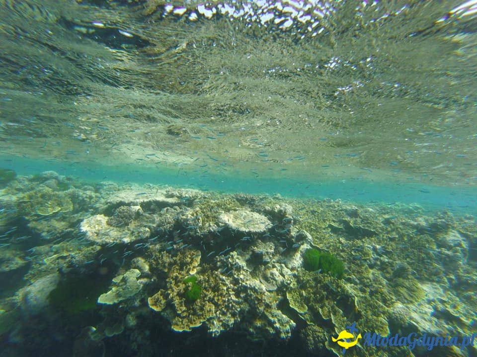 Uczniowie ZSJ w Australii