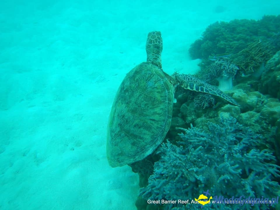 Uczniowie ZSJ w Australii