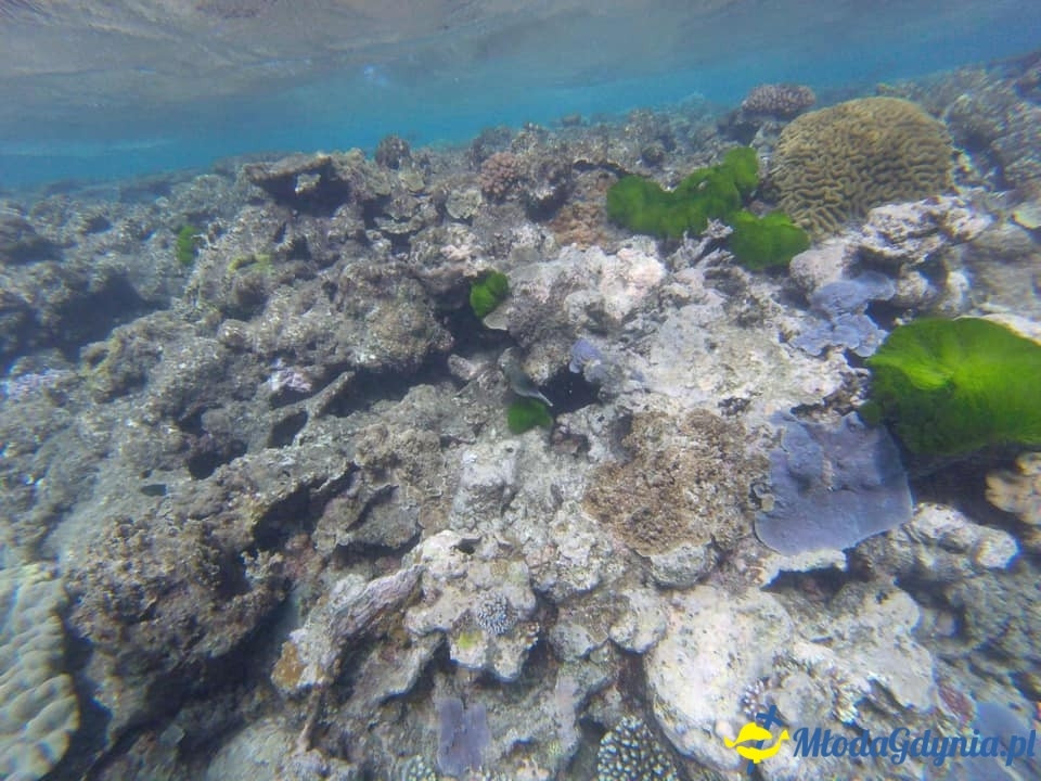 Uczniowie ZSJ w Australii