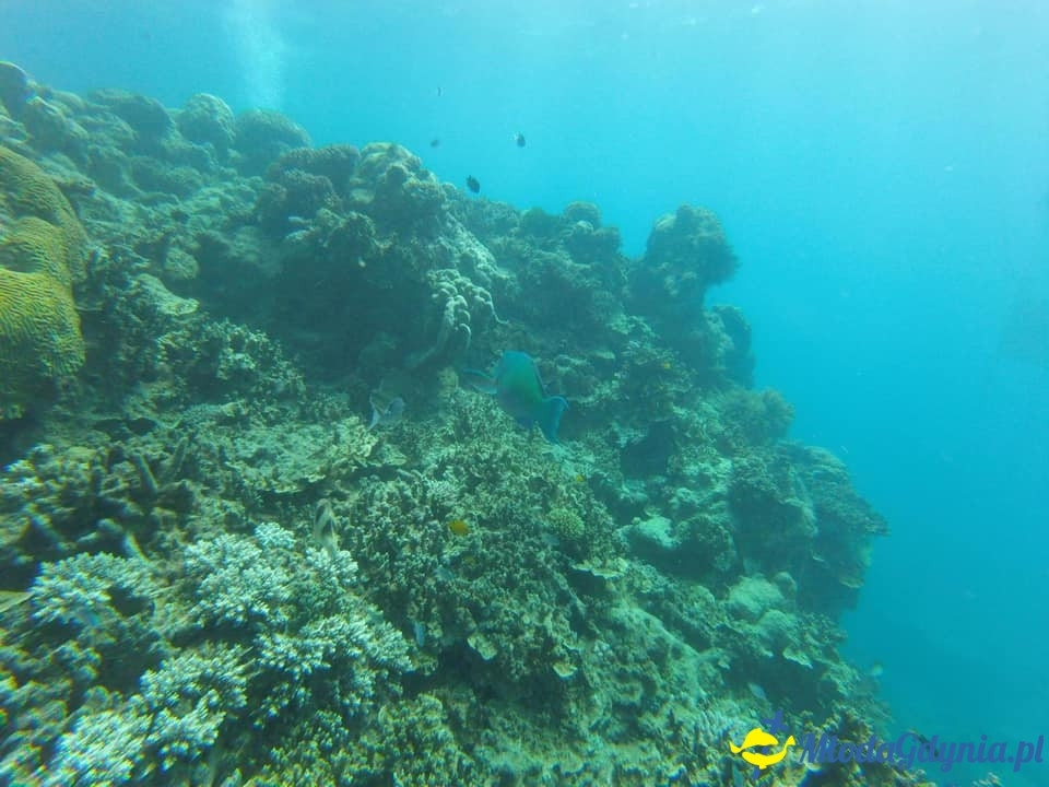 Uczniowie ZSJ w Australii