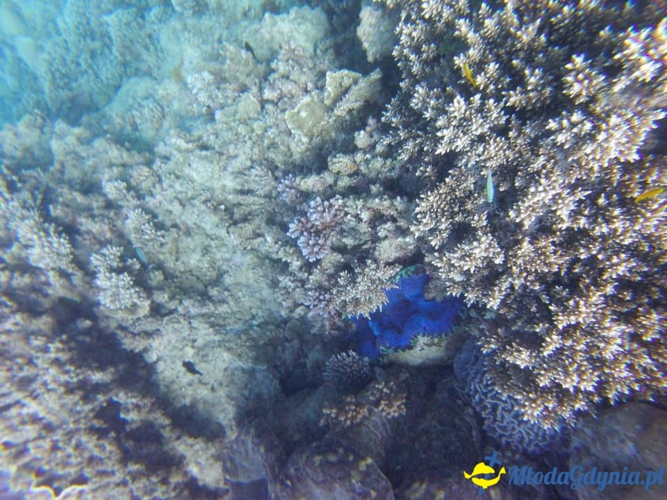 Uczniowie ZSJ w Australii