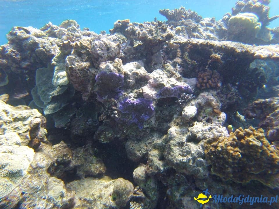 Uczniowie ZSJ w Australii