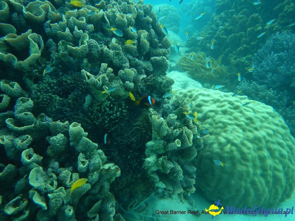 Uczniowie ZSJ w Australii