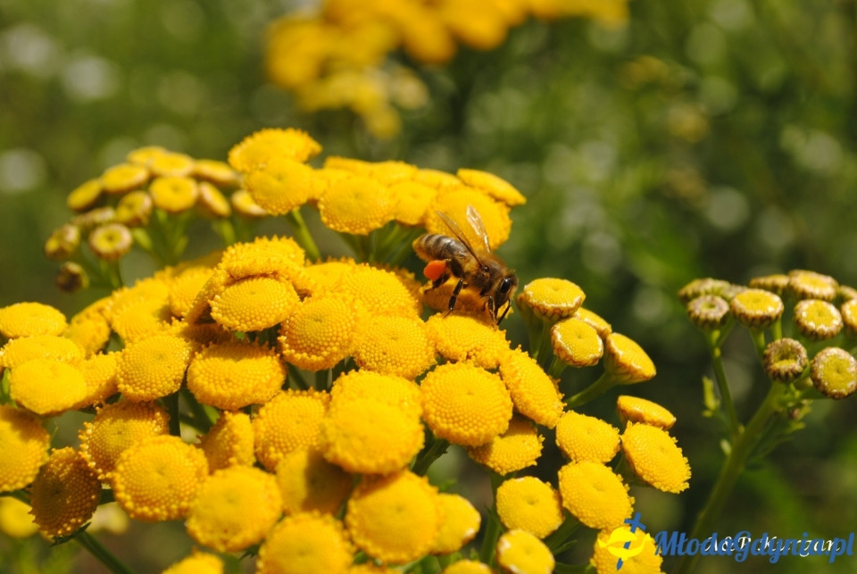 Rajd NW w kierunku Łysej Góry - KT Wybrzeże - 20.07.2019