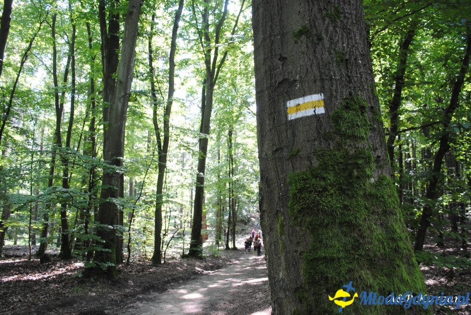 Rajd NW w kierunku Łysej Góry - KT Wybrzeże - 20.07.2019