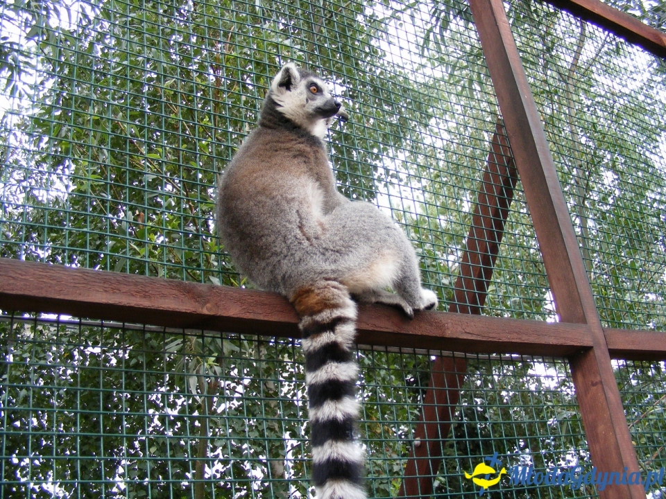 Lemur Park 16.08.2019