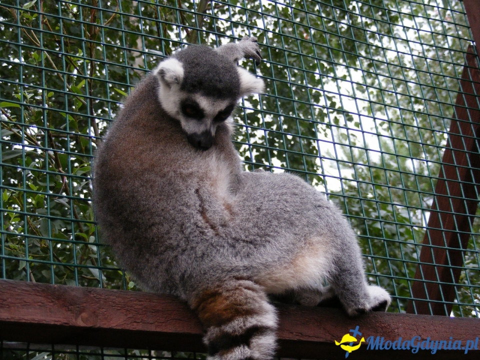 Lemur Park 16.08.2019