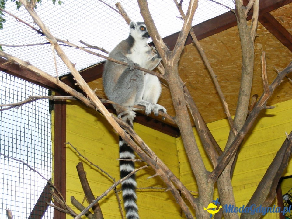 Lemur Park 16.08.2019