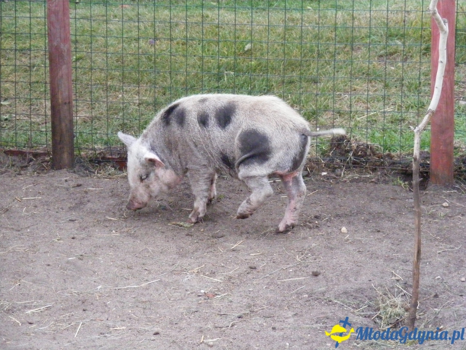 Lemur Park 16.08.2019