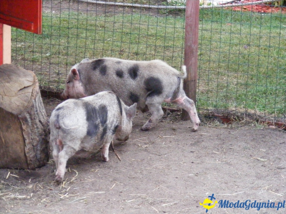 Lemur Park 16.08.2019