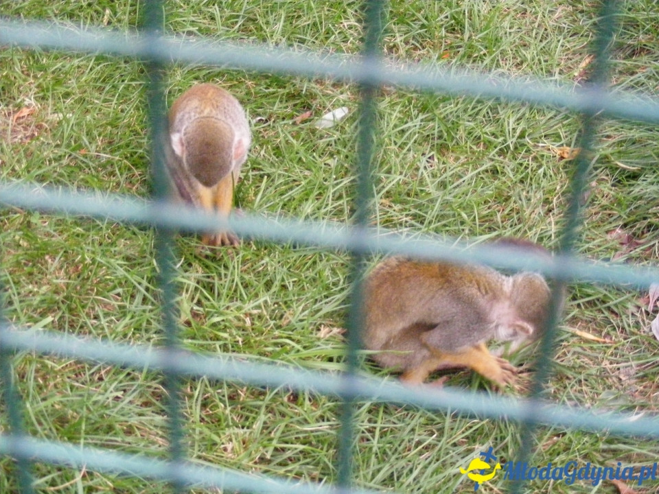 Lemur Park 16.08.2019