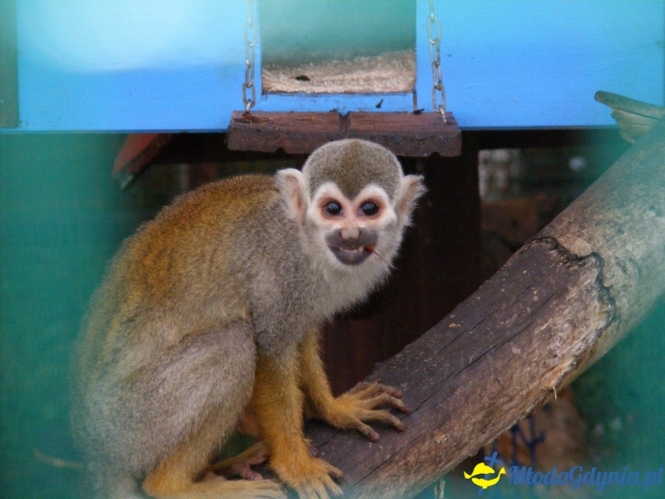 Lemur Park 16.08.2019