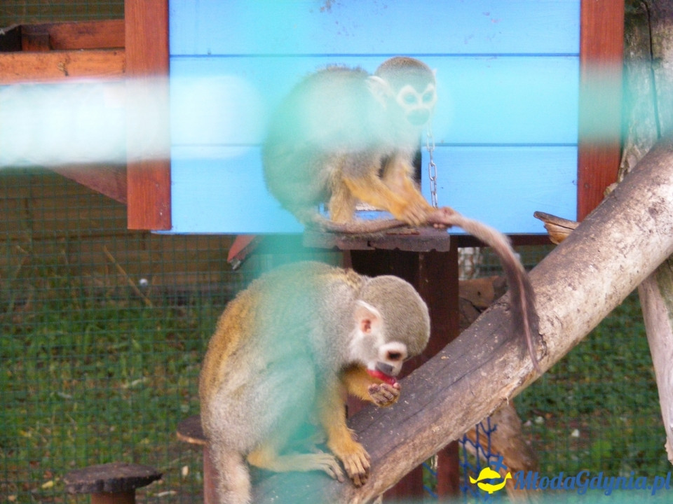 Lemur Park 16.08.2019