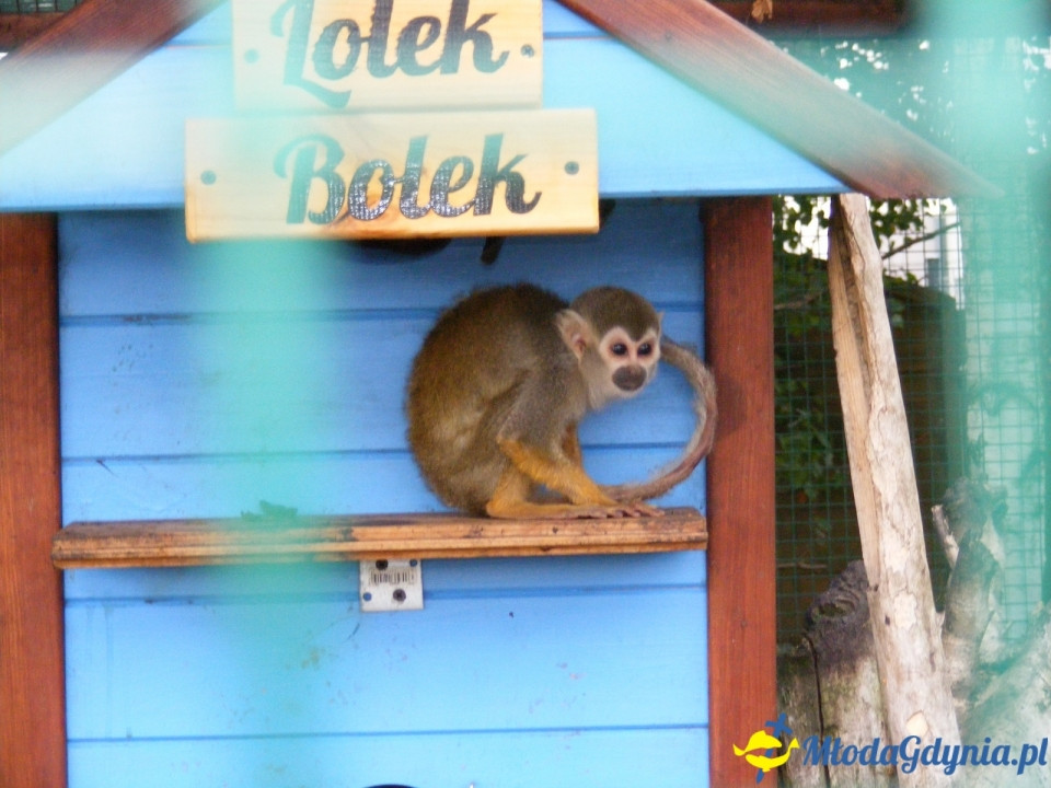 Lemur Park 16.08.2019