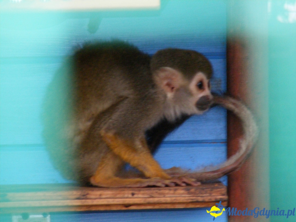 Lemur Park 16.08.2019