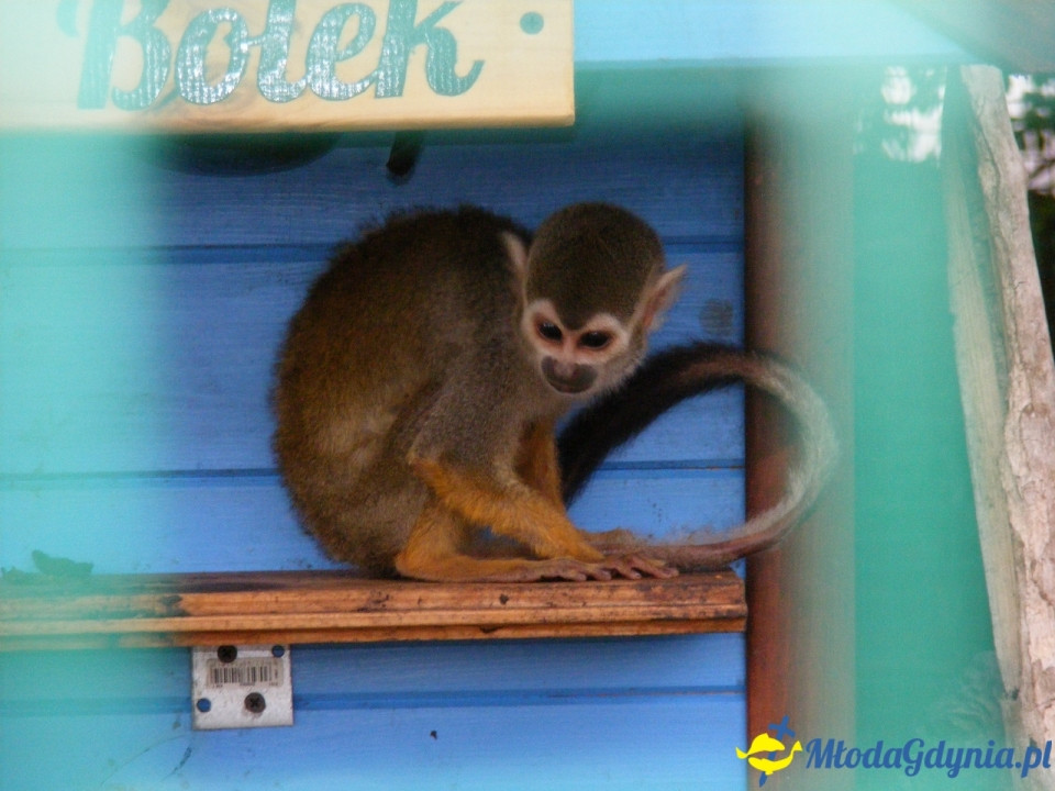 Lemur Park 16.08.2019