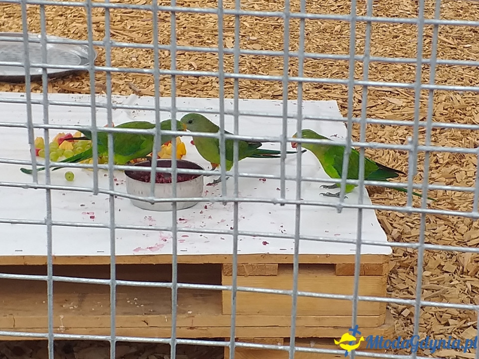 Ocean Park Władysławowo 17.08.2019