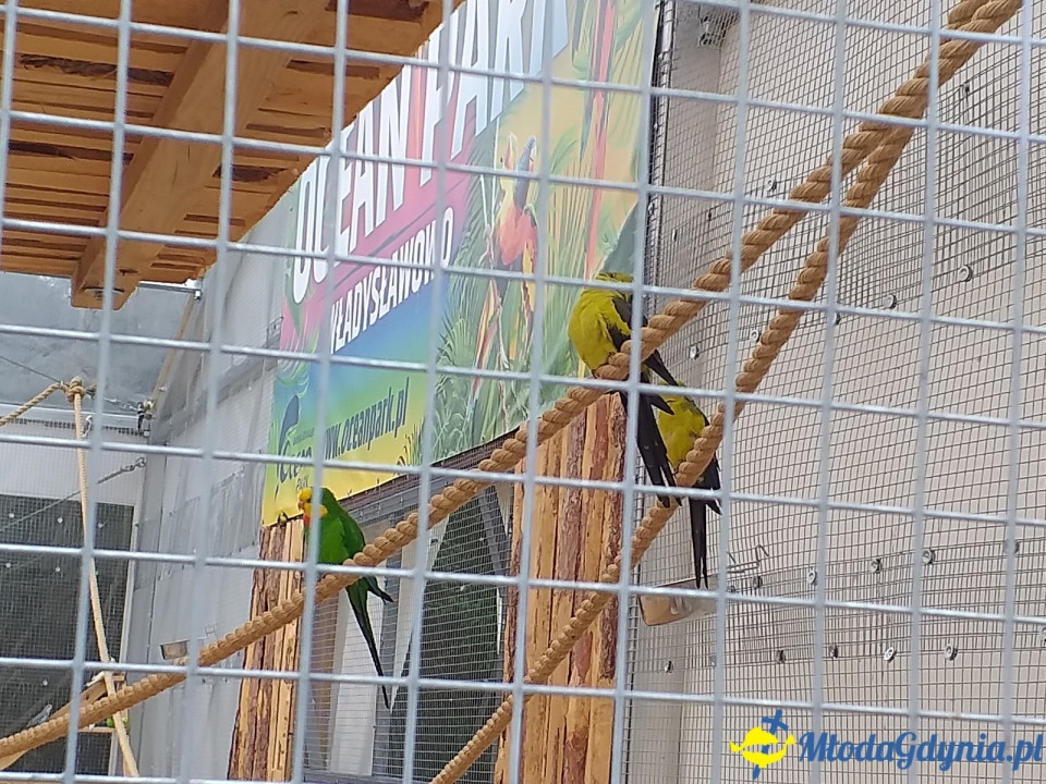 Ocean Park Władysławowo 17.08.2019