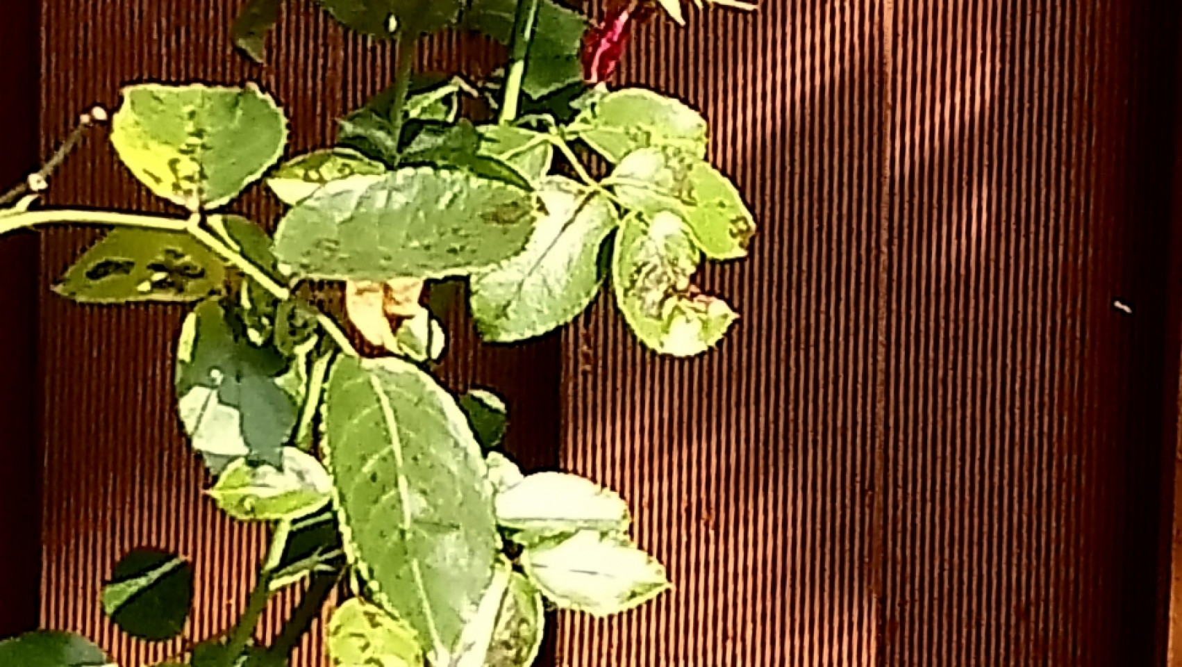 2019-08-31, Grill i kociołek Gdyńskiego Klubu Gazety Polskiej w ogrodach orłowskich