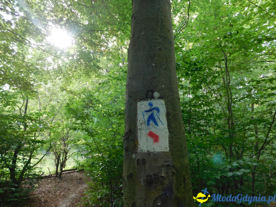 Witomiński Nordic Walking - Leśny Szlak Nordic Walking - 07.09.2019