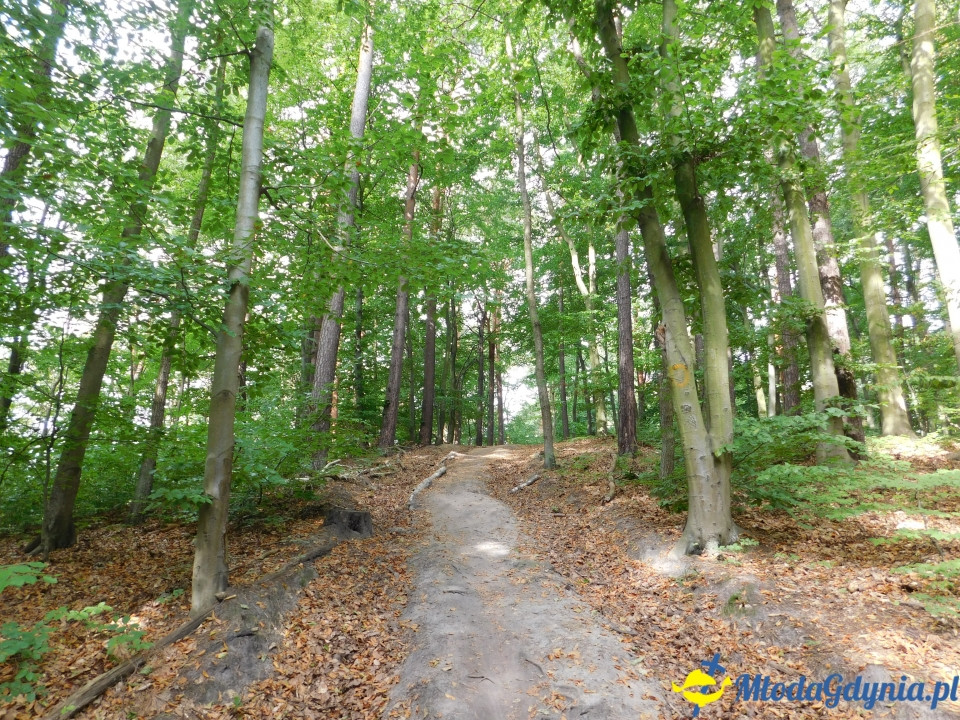 Witomiński Nordic Walking - Leśny Szlak Nordic Walking - 07.09.2019