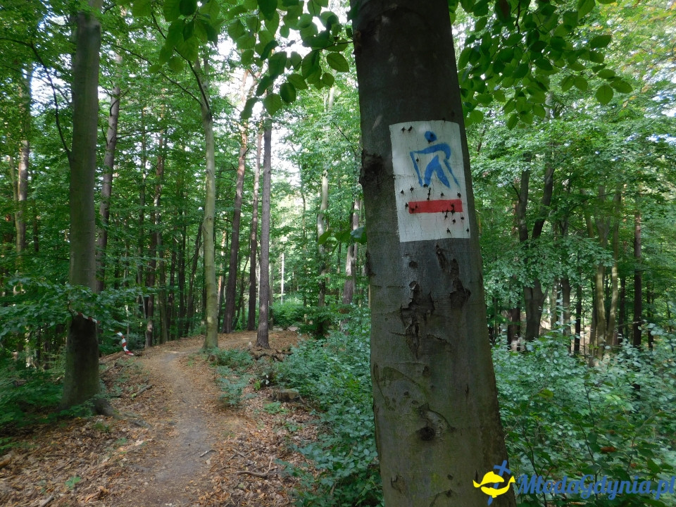 Witomiński Nordic Walking - Leśny Szlak Nordic Walking - 07.09.2019