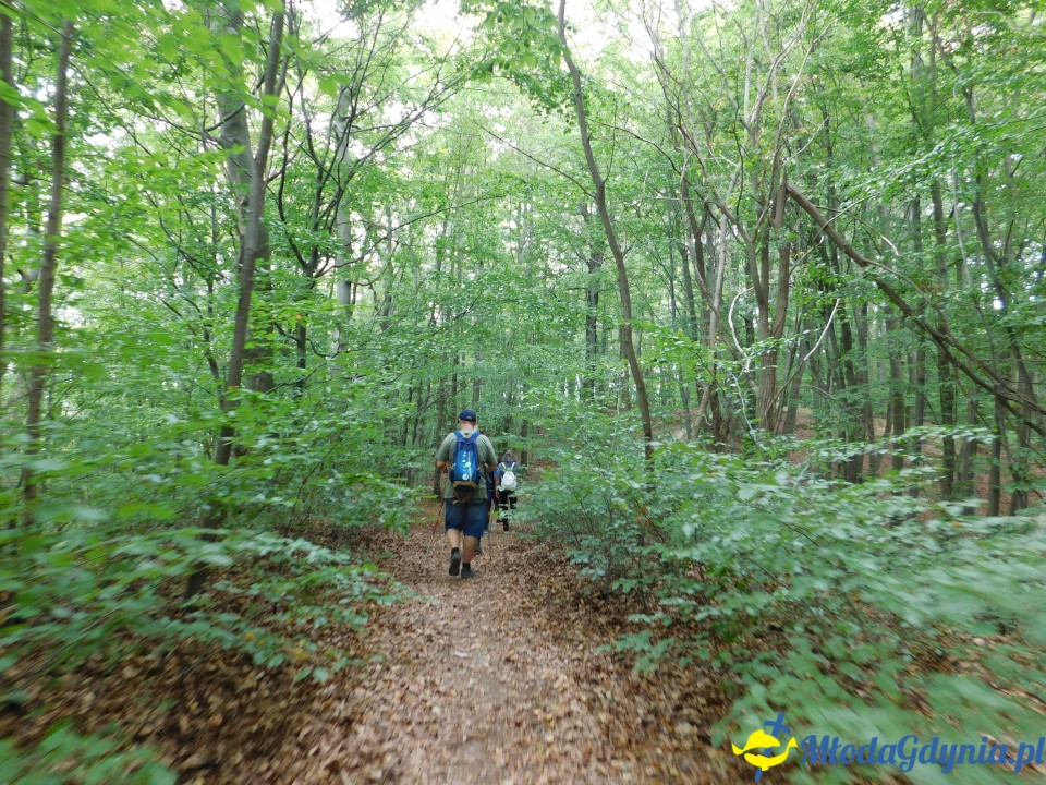 Witomiński Nordic Walking - Leśny Szlak Nordic Walking - 07.09.2019