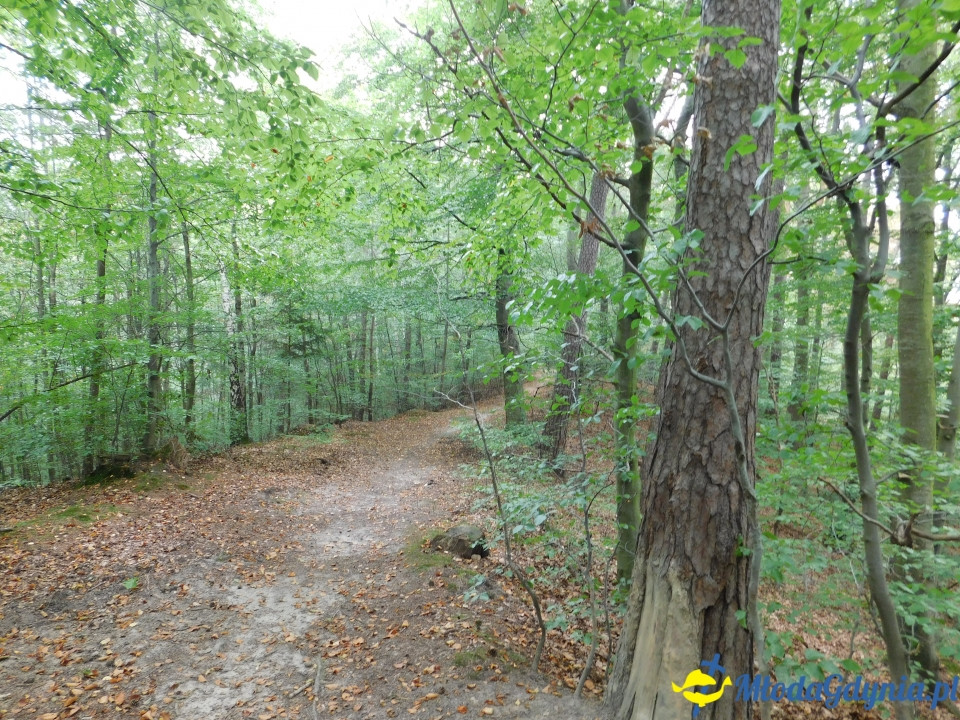Witomiński Nordic Walking - Leśny Szlak Nordic Walking - 07.09.2019