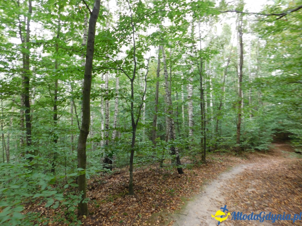 Witomiński Nordic Walking - Leśny Szlak Nordic Walking - 07.09.2019