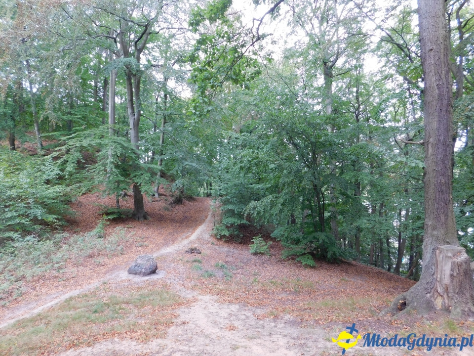 Witomiński Nordic Walking - Leśny Szlak Nordic Walking - 07.09.2019