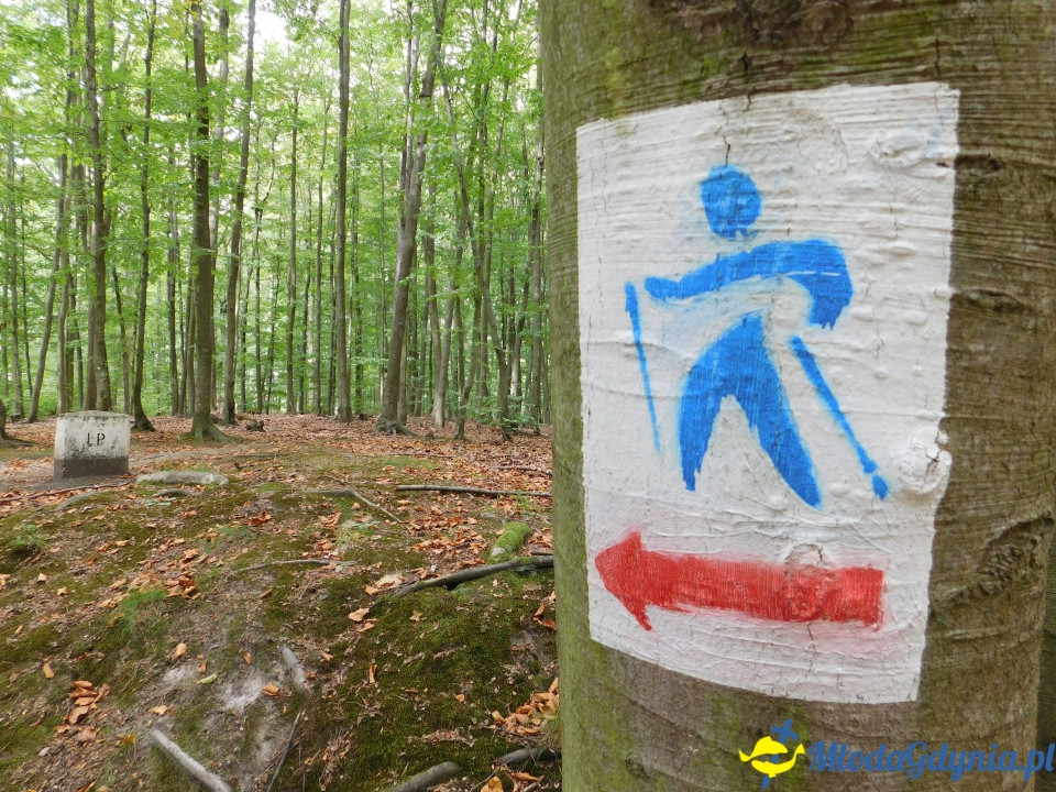 Witomiński Nordic Walking - Leśny Szlak Nordic Walking - 07.09.2019