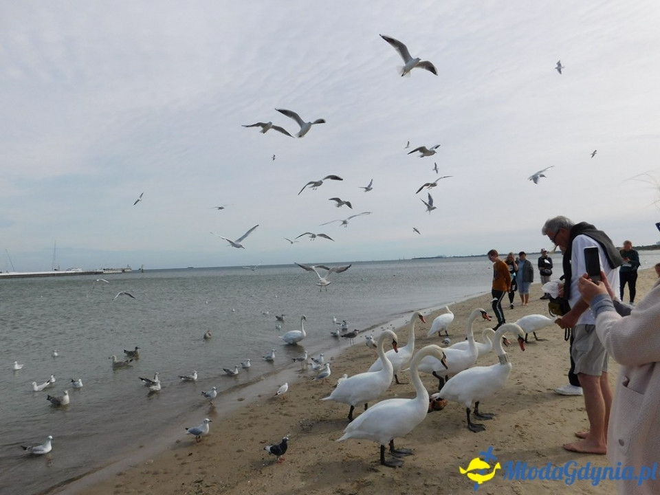 Marsz charytatywny - Od mola do mola - Piaskiem w raka - 15.09.2019