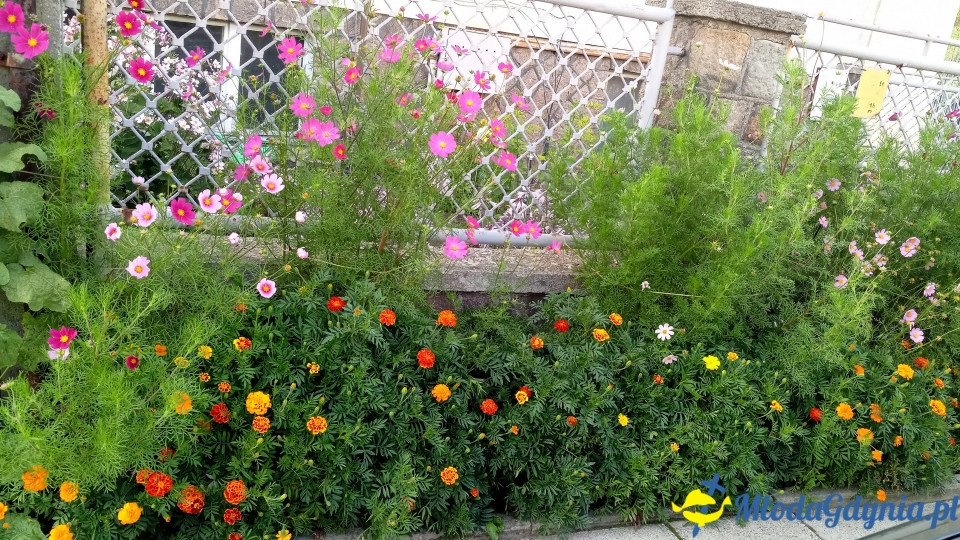 Regionalne smaki i ogrodowe inspiracje na Darach Ziemi