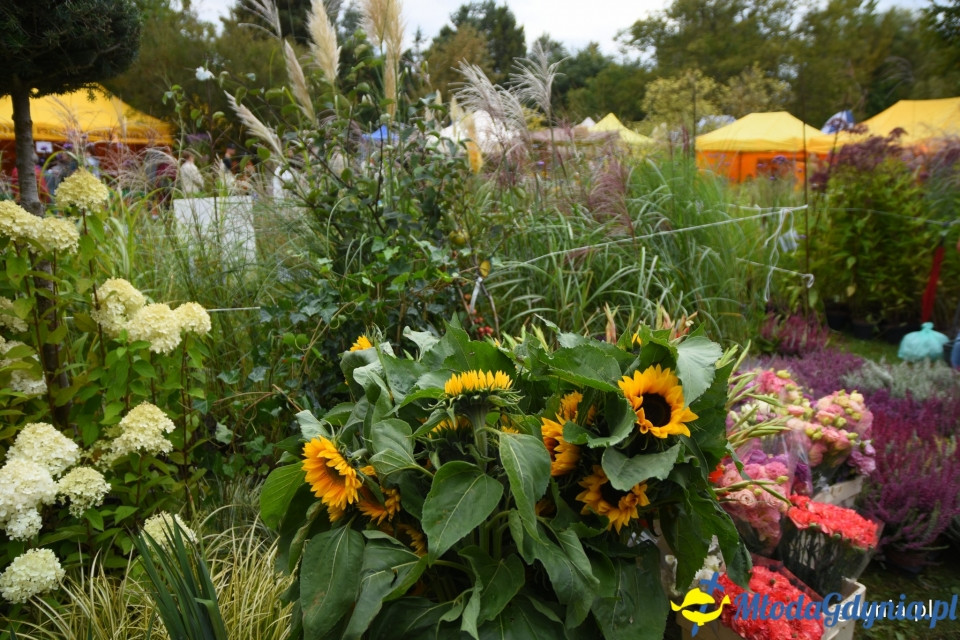 Regionalne smaki i ogrodowe inspiracje na Darach Ziemi