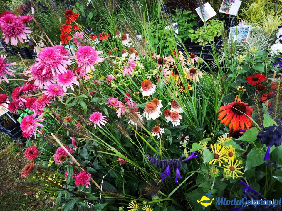 Regionalne smaki i ogrodowe inspiracje na Darach Ziemi