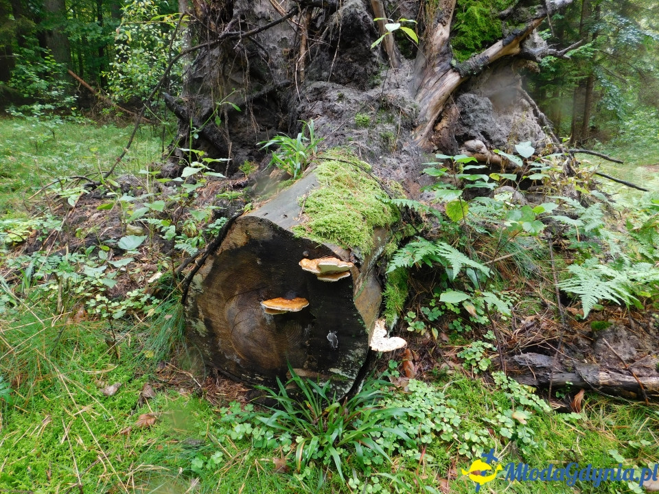 Aktywny Krajoznawczo Wielki Kack - wędrówka do kapliczki na stawie - 21.09.2019
