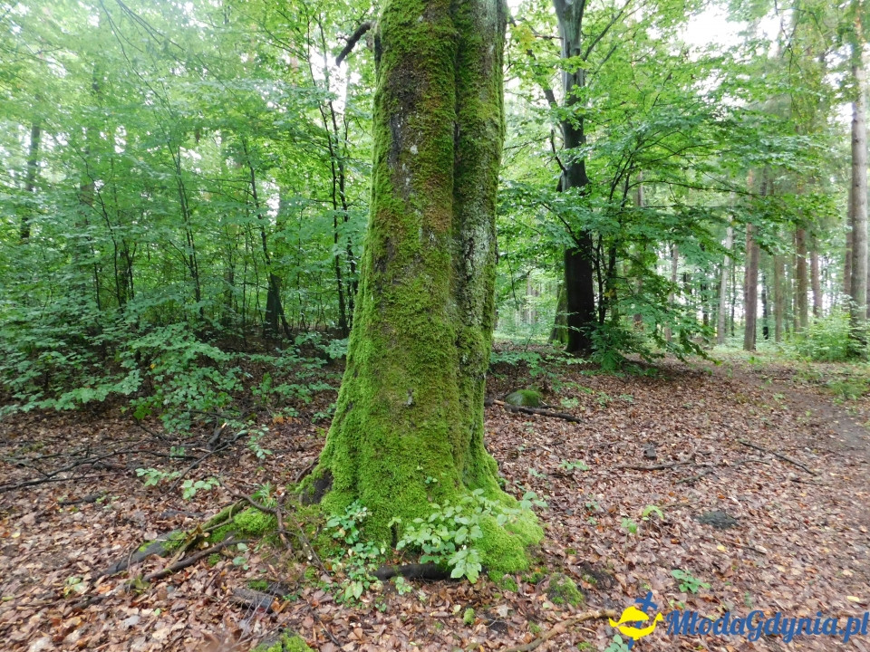 Aktywny Krajoznawczo Wielki Kack - wędrówka do kapliczki na stawie - 21.09.2019