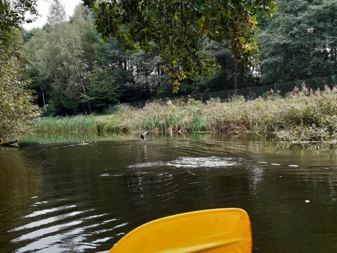 Spływ kajakowy rzeką REDA